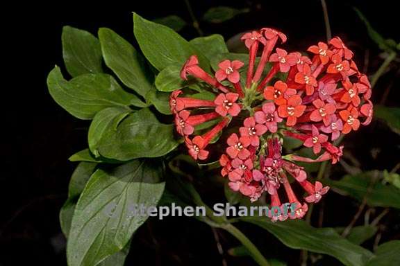 bouvardia ternifolia 1 graphic